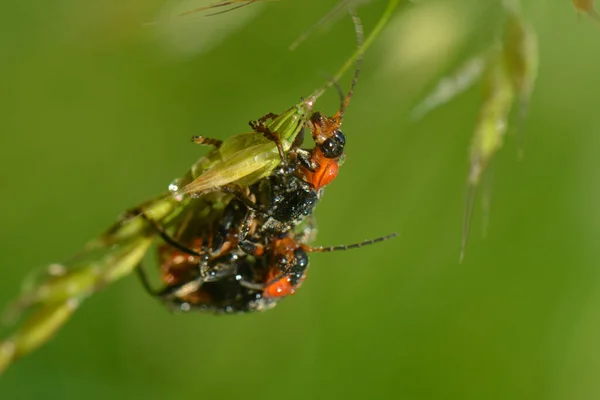 Close Zicht Insect Natuur — Stockfoto