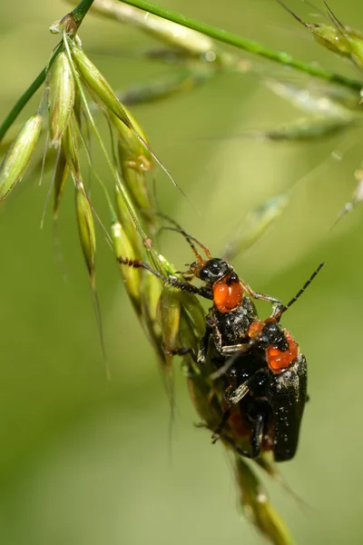 Close Bug Natureza Selvagem — Fotografia de Stock