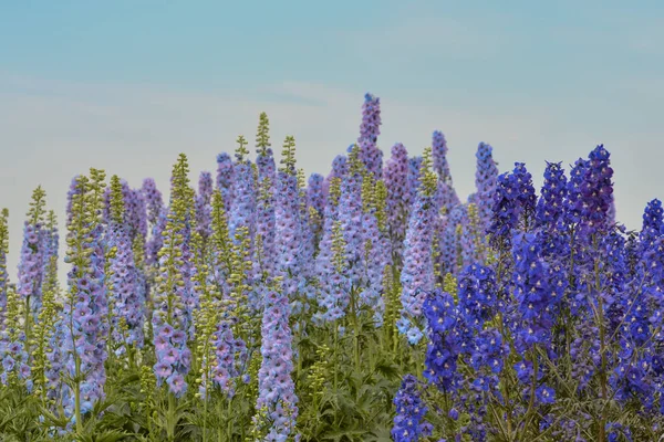 Vackra Blommor Blommigt Koncept Bakgrund — Stockfoto