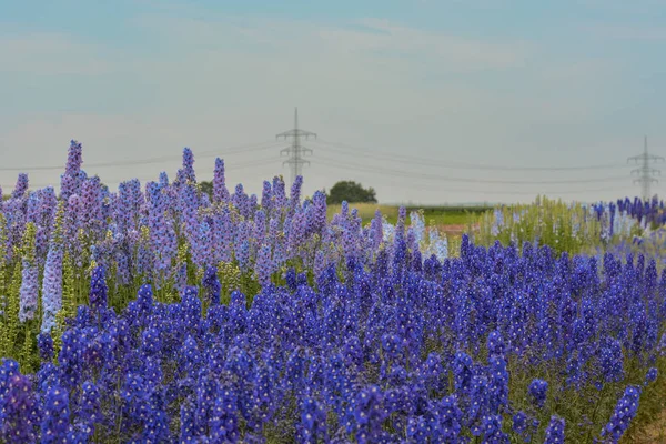 Vacker Botanisk Skott Naturliga Tapeter — Stockfoto