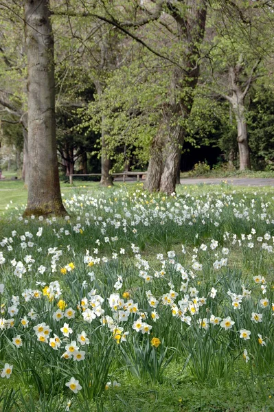 Daffodils Castle Grounds Karlsruhe — Stock Photo, Image