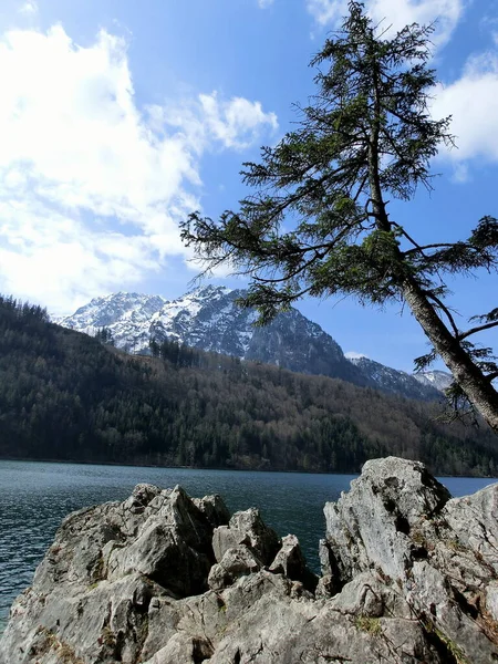 Δέντρο Μπροστά Από Leopoldsteinersee — Φωτογραφία Αρχείου