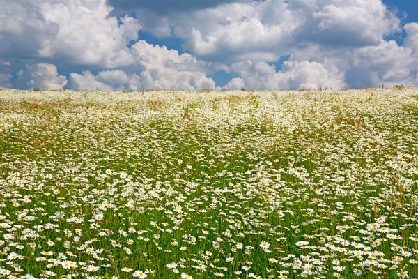 Malerische Aussicht Auf Schöne Gänseblümchen — Stockfoto