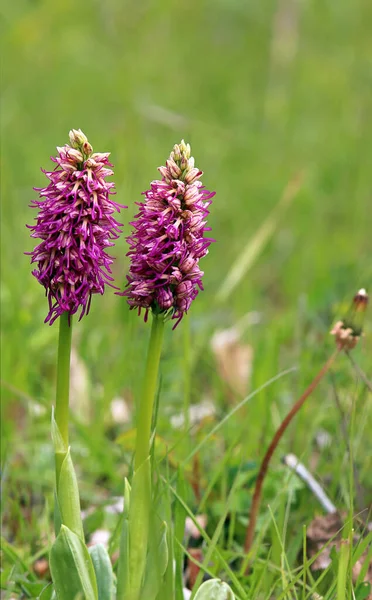 two specimens of the monkey orchid orchis simia