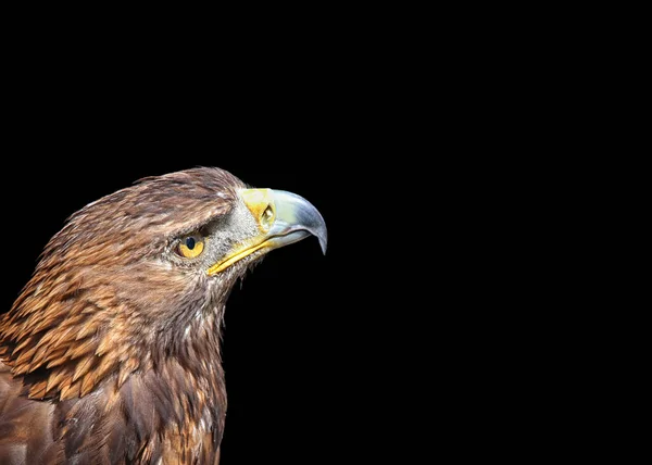 Złoty Orzeł Aquila Chrysaetos Przed Czarnym Tle — Zdjęcie stockowe