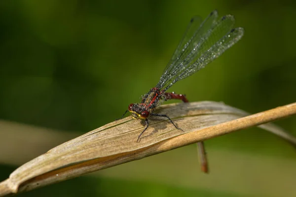 Entomologie Und Odonata Libelleninsekt — Stockfoto