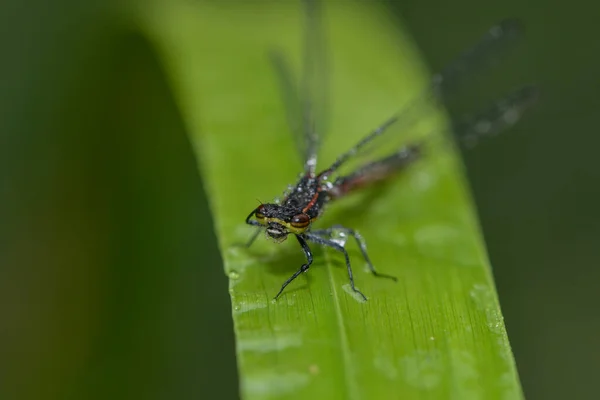 파리의 곤충인 드래곤 — 스톡 사진