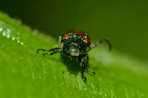 Enebro Bajo Lluvia — Foto de Stock