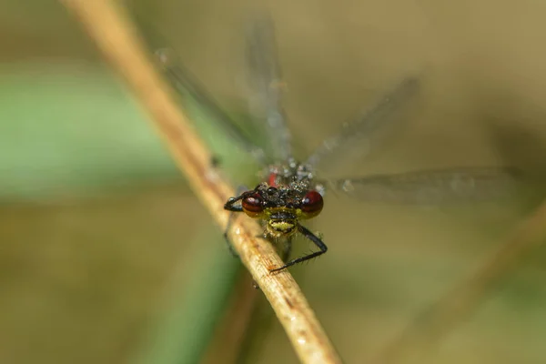 Mucha Ważka Owad Odonata Fauna — Zdjęcie stockowe