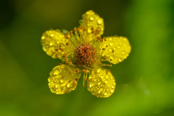 雨中的丁香 — 图库照片