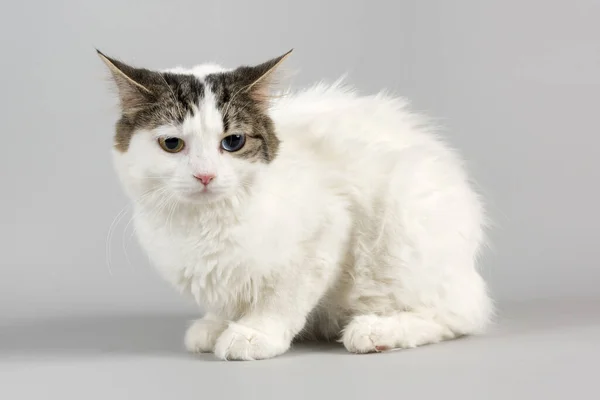 Pimentón Gato Cítrico Felis Ris Catus Con Iris Heterocromia Heterocromia —  Fotos de Stock