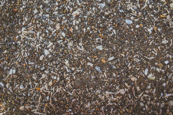 大小の貝殻や岩の質感の背景 — ストック写真