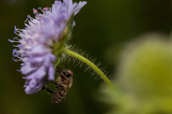 Vue Rapprochée Bug Nature — Photo