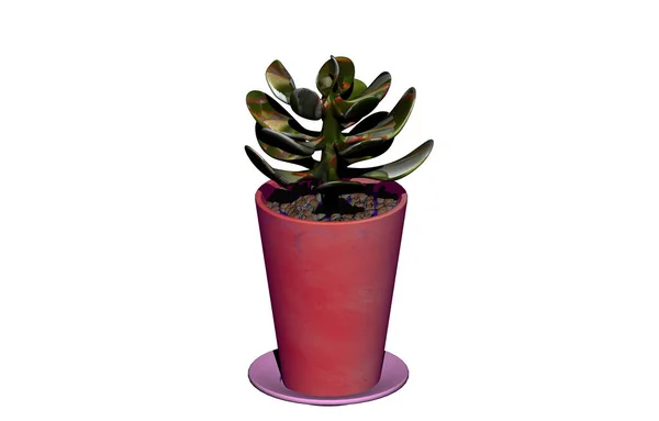 Planta Suculenta Vaso Plantas — Fotografia de Stock