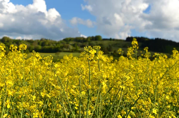 Schöne Blumen Blumiges Konzept Hintergrund — Stockfoto