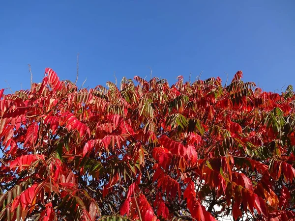 Vinagre Otoño — Foto de Stock