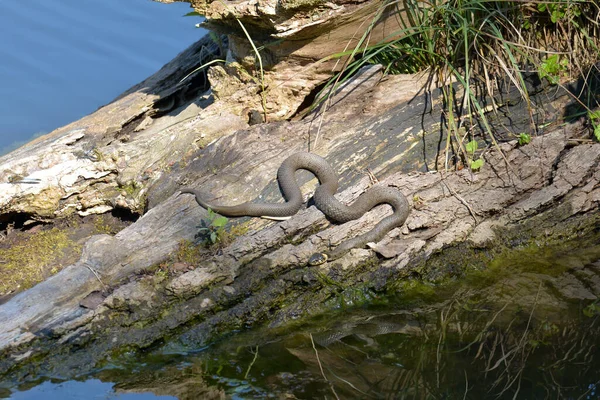 Cobra Grama Lago — Fotografia de Stock