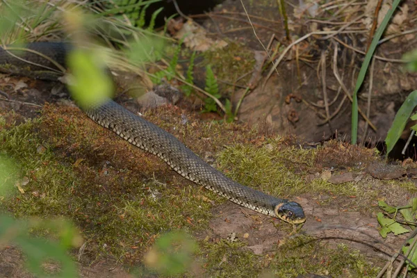 湖の草蛇 — ストック写真