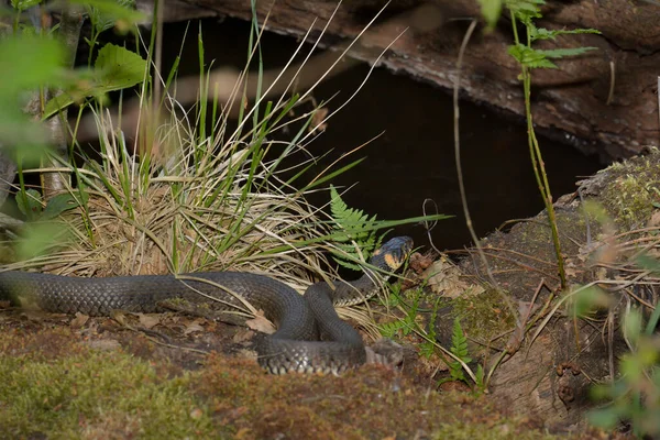 Grass Snake Lake — Stock Photo, Image