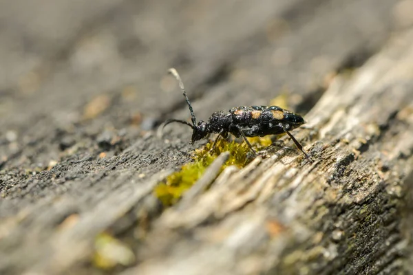 木制木板上的长角甲虫 — 图库照片
