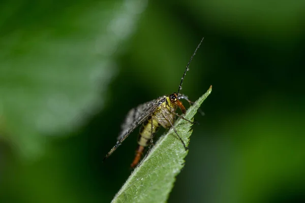 Schorpioenvlieg Regen — Stockfoto