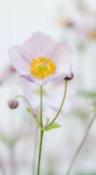 Fiore Rosa Pallido Anemone Giapponese Primo Piano — Foto Stock