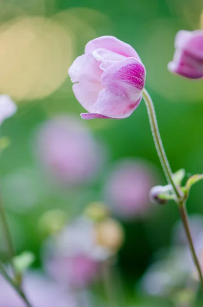 Blek Rosa Blomma Japanska Anemone Närbild — Stockfoto