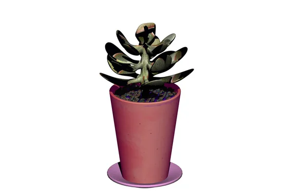 Planta Suculenta Vaso Plantas — Fotografia de Stock