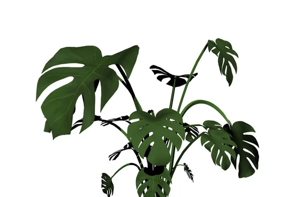 Planta Ornamental Hoja Ventana Monstera — Foto de Stock