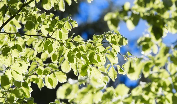 Zielone Liście Drzewie — Zdjęcie stockowe