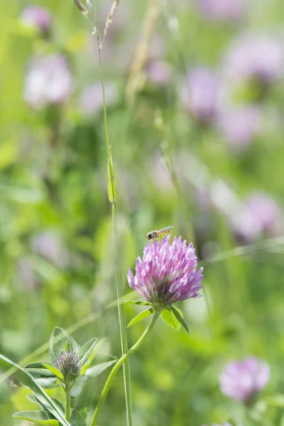 Clover Meadow — Stock Photo, Image