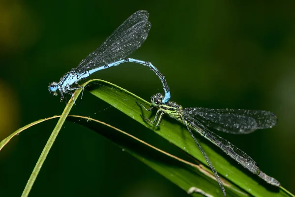 Detailní Makro Pohled Hmyz Vážky — Stock fotografie