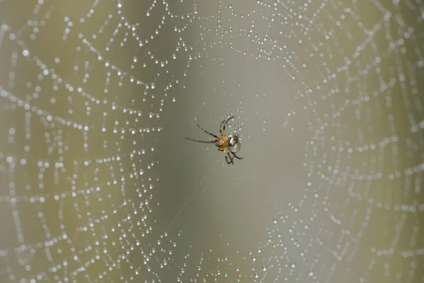 Petite Araignée Dans Toile — Photo