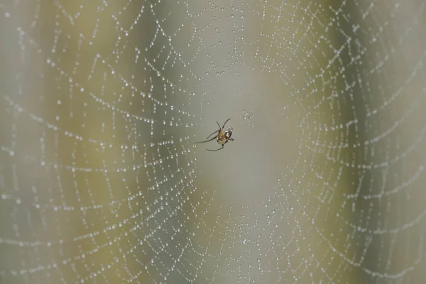 蜘蛛网里的小蜘蛛 — 图库照片
