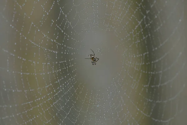 Kleine Spinne Ihrem Netz — Stockfoto