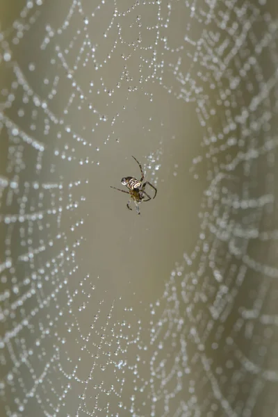 蜘蛛网里的小蜘蛛 — 图库照片