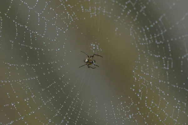 Kleine Spinne Ihrem Netz — Stockfoto