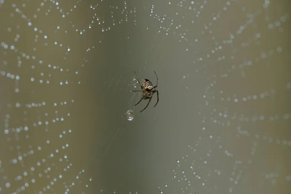 Ανατριχιαστική Αράχνη Τρομακτικό Έντομο — Φωτογραφία Αρχείου
