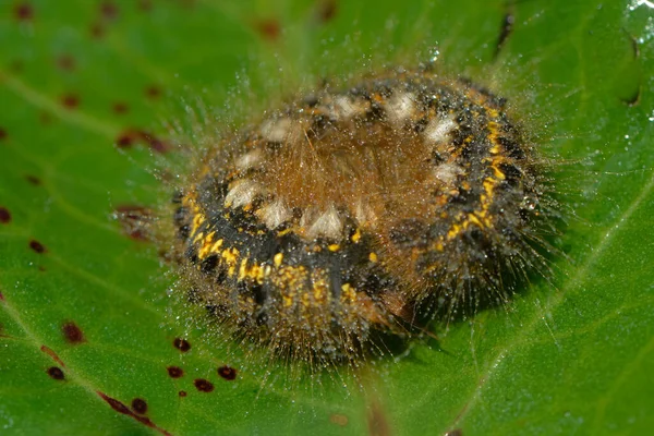 Tensioner Caterpillar Rain — Stock Photo, Image