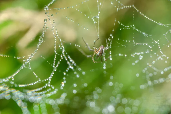 Araignée Traînante Dans Toile — Photo