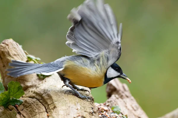 Fluttering Great Tit Foraging — Foto Stock