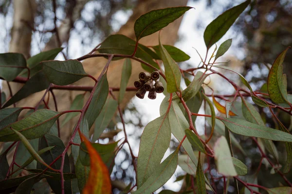 Закрыть Эвкалиптовой Ветви Цветочными Бутонами — стоковое фото