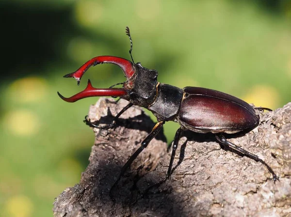 野生の自然界での虫の接近 — ストック写真