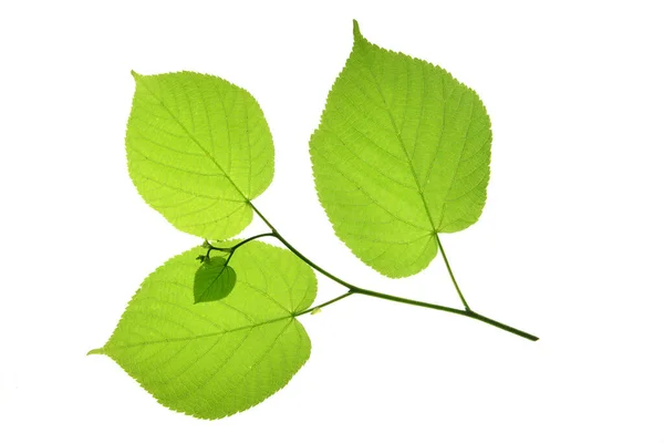 Lindenblätter Isoliert Vor Weißem Hintergrund — Stockfoto