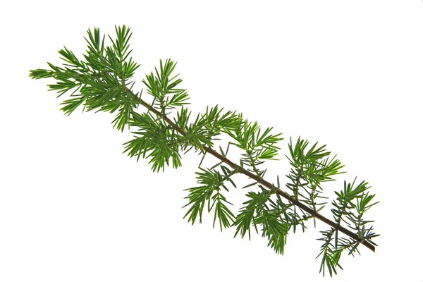 Sprig Common Juniper Heath Juniper Juniperus Communis Isolated Front White — Stock Photo, Image