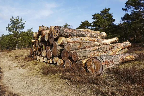 Hromada Kmenů Stromů Leží Okraji Lesa Poblíž Schnever Dingenu Německo — Stock fotografie
