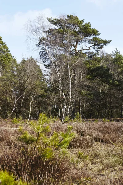 Лісове Господарство Використовувало Дерев Яні Кладки Поблизу Шневердінгена Нижня Саксонія — стокове фото