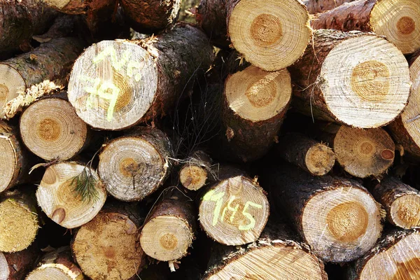 Pile Tree Boles Lays Edge Forest Schneverdingen Germany Lower Saxony — Stock Photo, Image