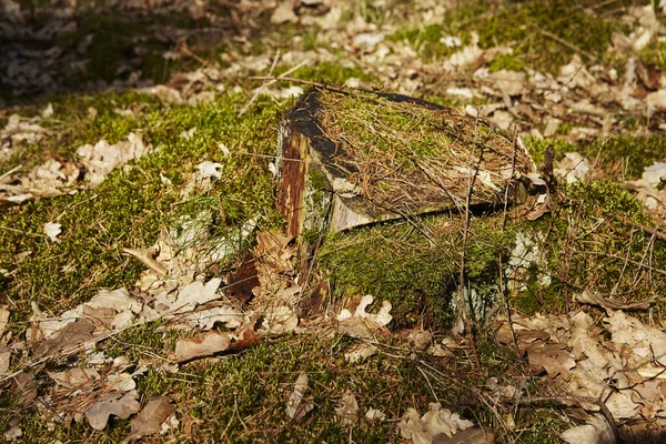 Mossy Stump Schneverdingen Germany Lower Saxony County Heidekreis Luneburgs Heath — Stock Photo, Image