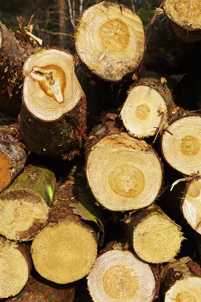 Ein Haufen Baumbolzen Liegt Waldrand Bei Schneverdingen Niedersachsen Landkreis Heidekreis — Stockfoto